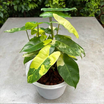 philodendron burle marx variegated cutting rare tropical houseplant