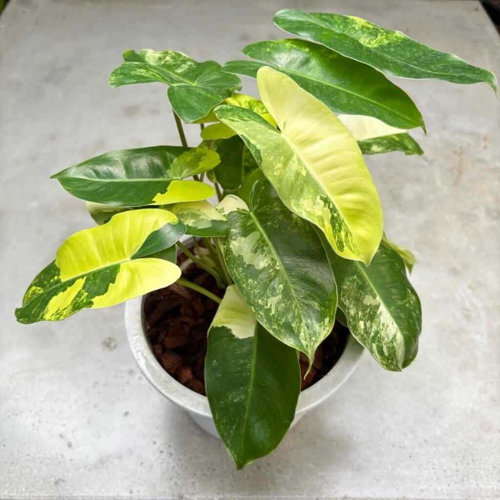 philodendron burle marx variegated cutting variegated leaf close up