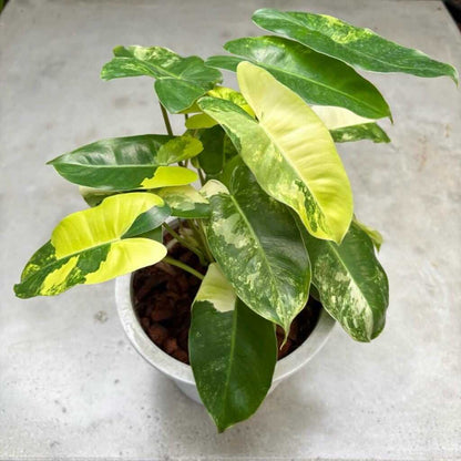 philodendron burle marx variegated cutting variegated leaf close up