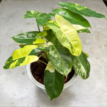 Overhead view — Burle Marx Flame Plant Cutting | Cacti Nest