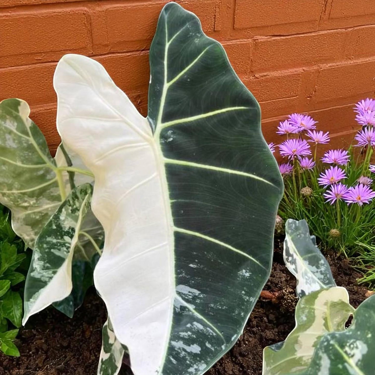 Alt Tag: maharani plant starter bulb live corm with bold variegated tropical foliage, rare indoor houseplant