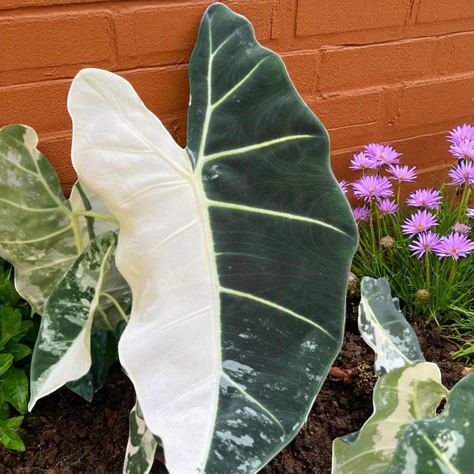Alt Tag: maharani plant starter bulb live corm with bold variegated tropical foliage, rare indoor houseplant
