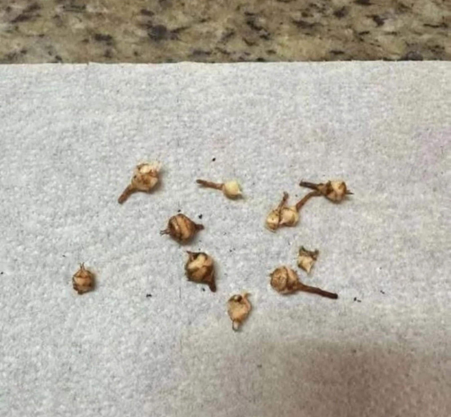 Alt Tag: maharani plant starter bulb live corm small indoor houseplant corms ready for planting on paper towel