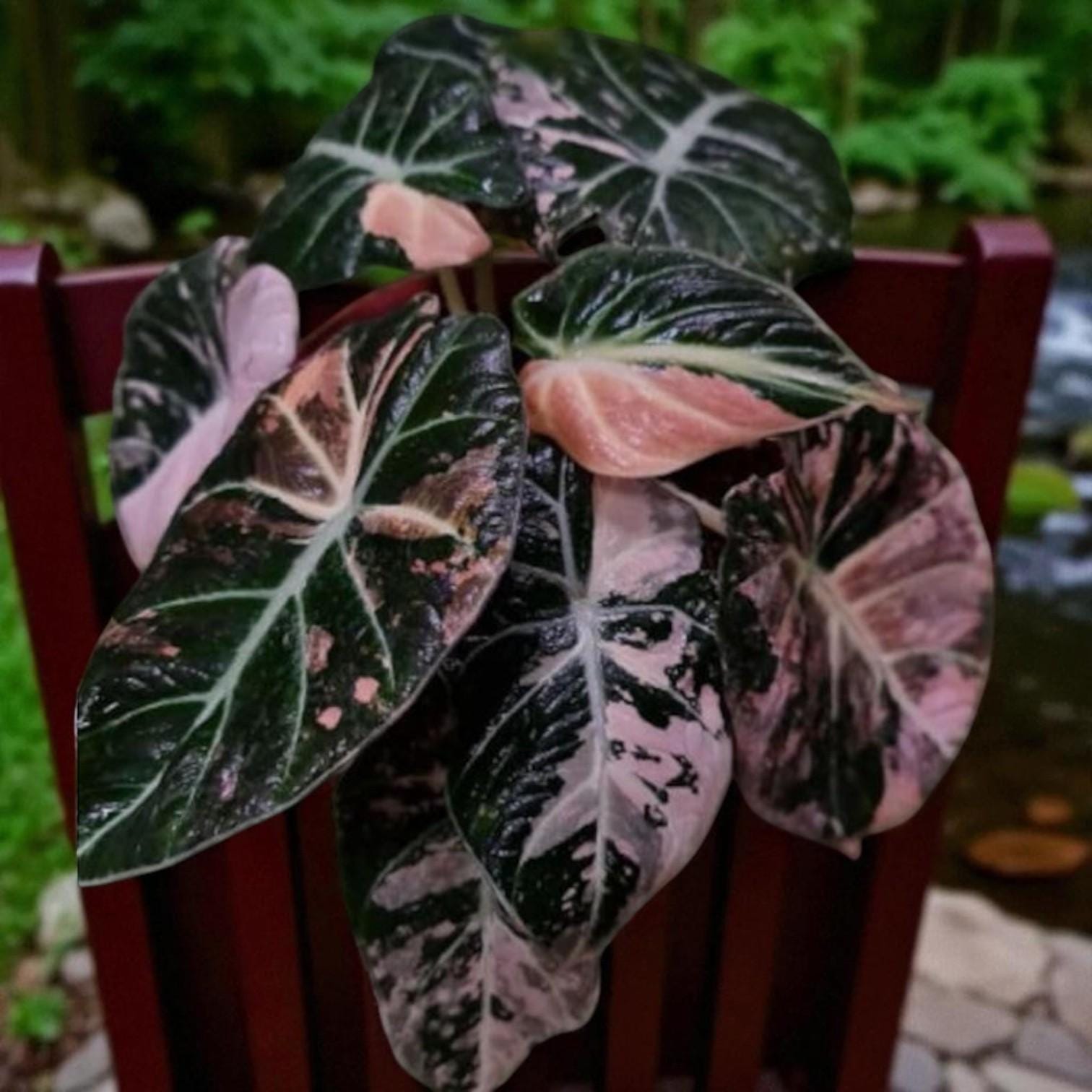 black satin pink leaf plant starter rooted corm bulb with dark satin leaves and pink variegation in a pot