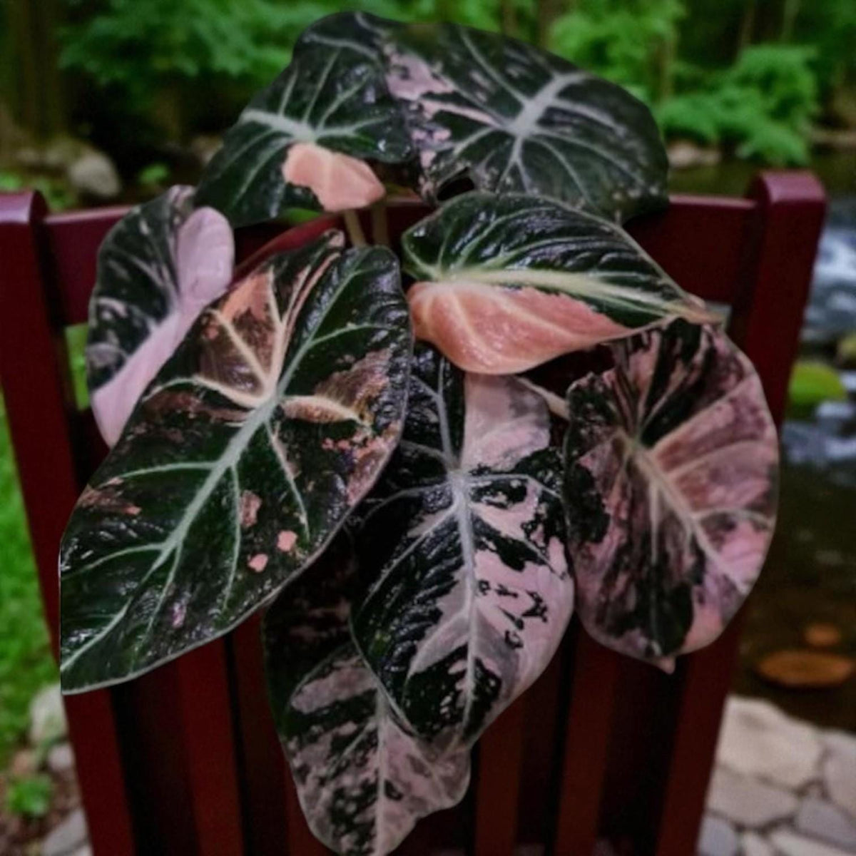 Buy Black Satin Pink Leaf Plant Starter | Free Shipping | Cacti Nest