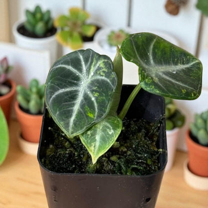 Alt Tag: black satin pink leaf plant starter rooted corm bulb in nursery pot, young tropical houseplant with dark satin leaves