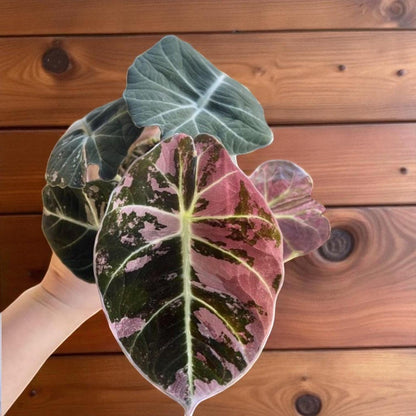 Alt Tag: black satin pink leaf plant starter rooted corm bulb with dark satin leaves and pink variegation, indoor tropical plant