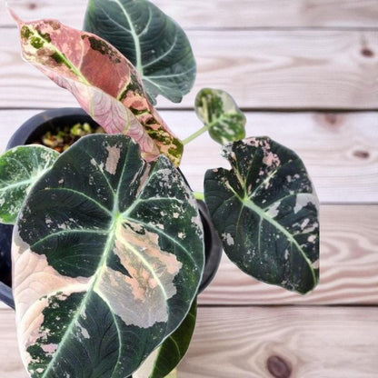 black satin pink leaf plant starter rooted corm bulb in pot with dark satin leaves and pink variegation, indoor tropical houseplant