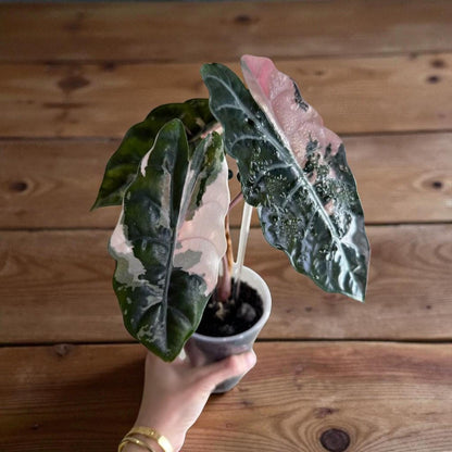 black satin pink leaf plant starter in small pot, dark satin leaves with pink variegation, unique indoor houseplant starter