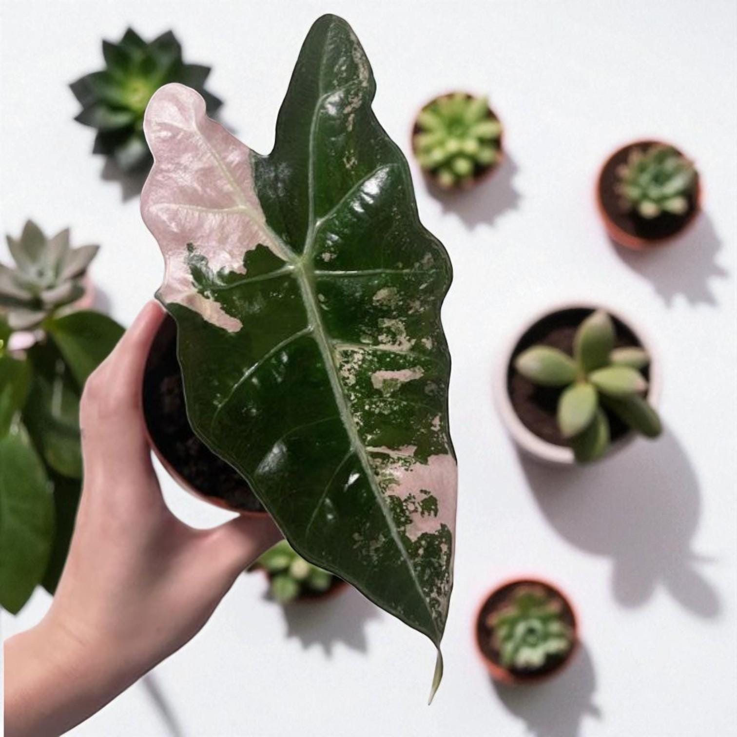 Alt Tag: black satin pink leaf plant starter leaf close-up with dark satin foliage and pink variegation, unique indoor houseplant