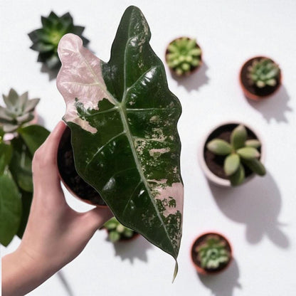 Alt Tag: black satin pink leaf plant starter leaf close-up with dark satin foliage and pink variegation, unique indoor houseplant
