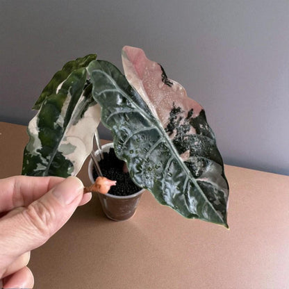 Alt Tag: black satin pink leaf plant starter live rooted corm with dark satin leaves and pink variegation in small nursery pot