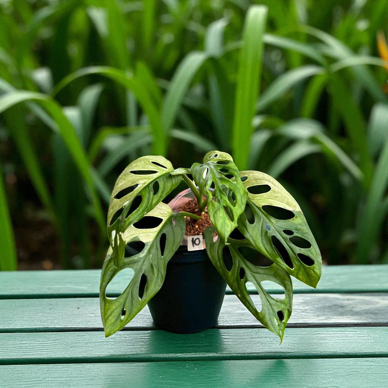 Packaging view — Swiss Cheese Plant Cutting | Cacti Nest