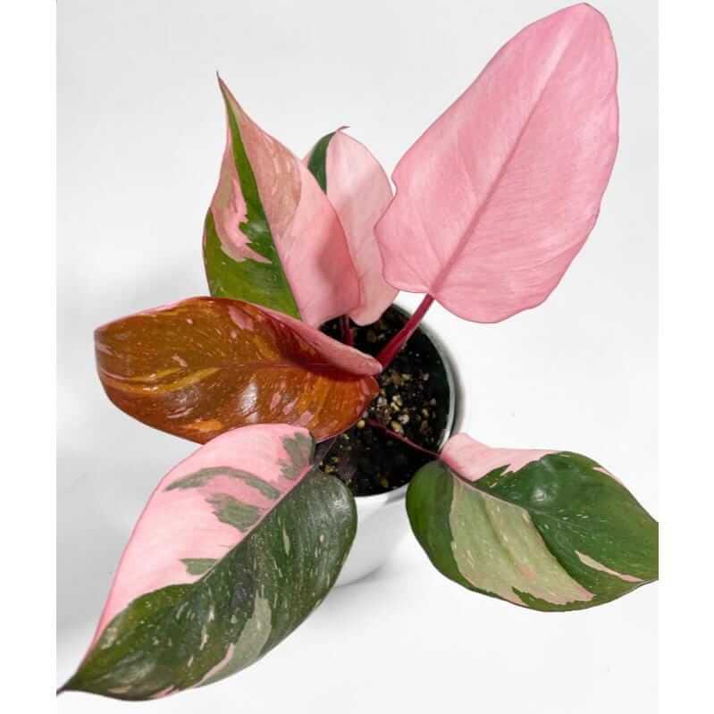 philodendron pink princess plant tropical variegated foliage close up