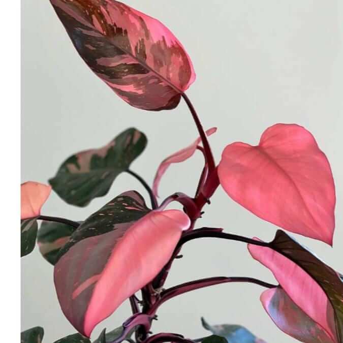 philodendron pink princess plant rare indoor plant with pink leaves