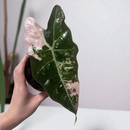 Alt Tag: Alocasia Black Velvet pink variegated corms plant with black velvet leaf and pink variegation held in hand