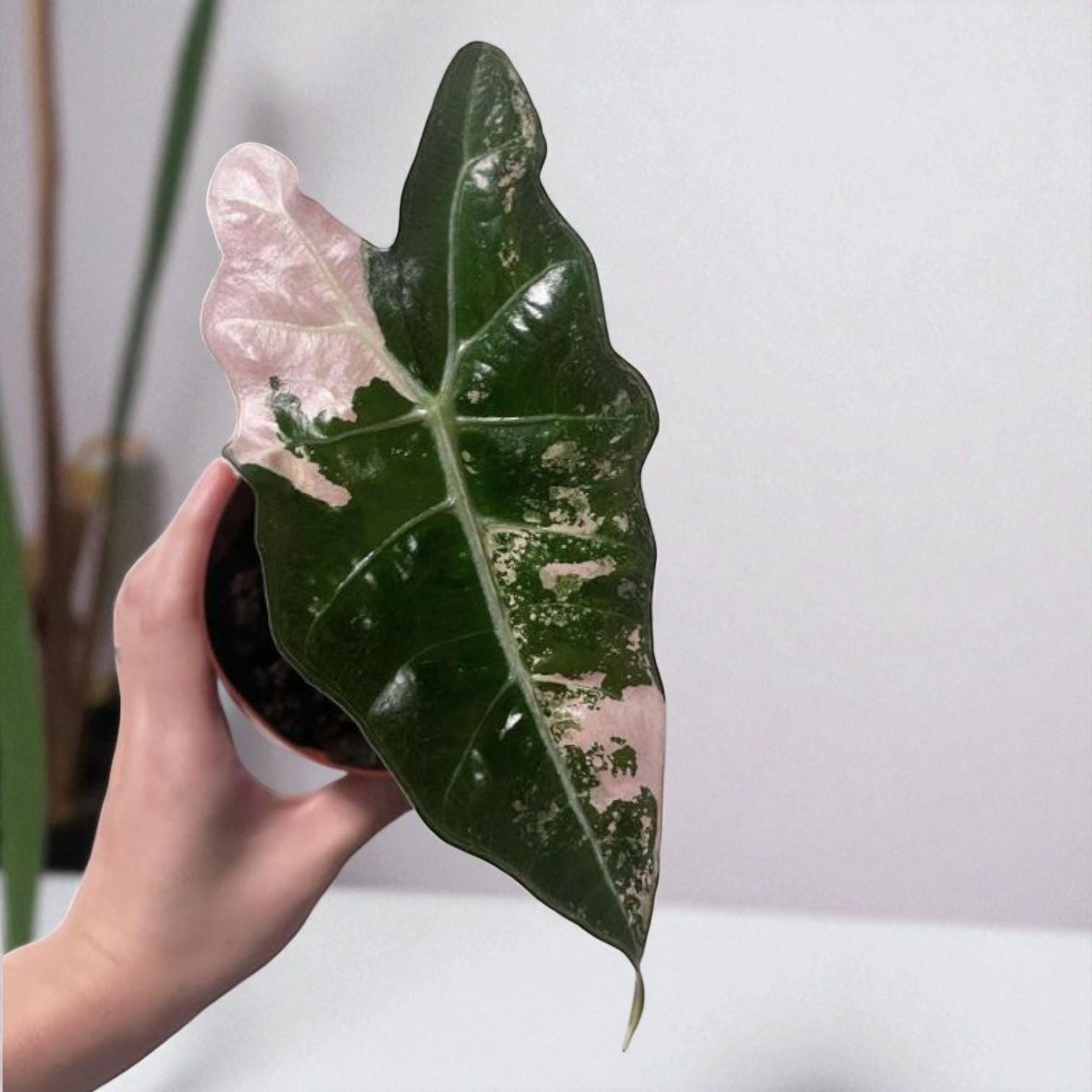 Size reference — Variegated Black & Pink Indoor Plant Corms | Cacti Nest