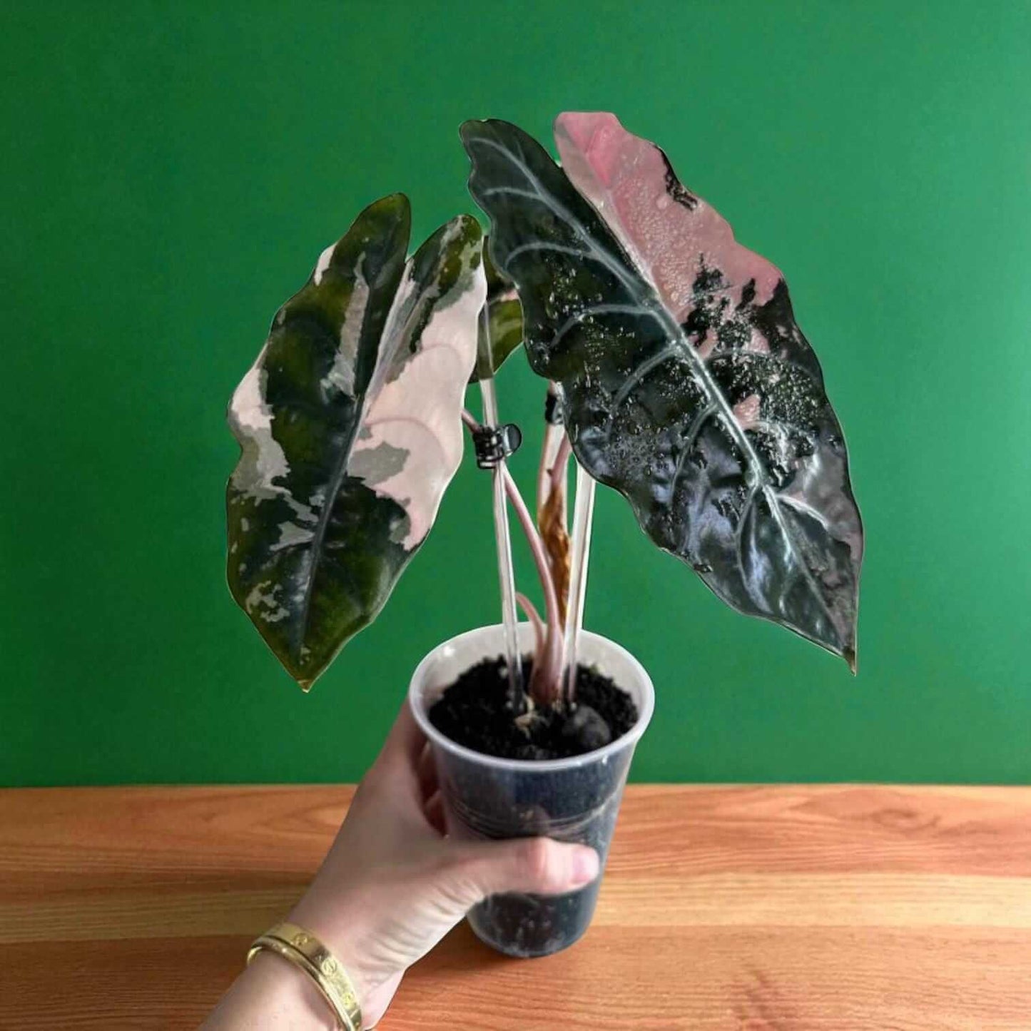 Alocasia Black Velvet pink variegated corms grown plant with black leaves and pink variegation in a clear nursery cup