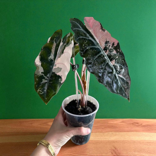 Alternate angle — Variegated Black & Pink Indoor Plant Corms | Cacti Nest