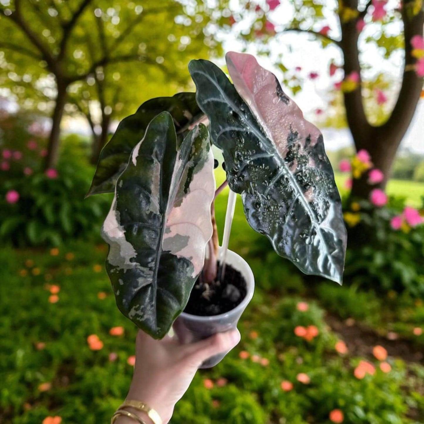 Alocasia Black Velvet pink variegated corms plant with black leaves and pink variegation in pot, held outdoors