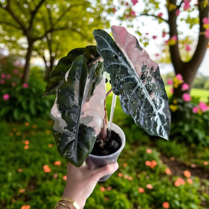 Alocasia Black Velvet pink variegated corms plant with black leaves and pink variegation in pot, held outdoors
