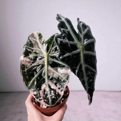 Alocasia Black Velvet pink variegated corms growing into dark velvet leaves with pink variegation in small pot