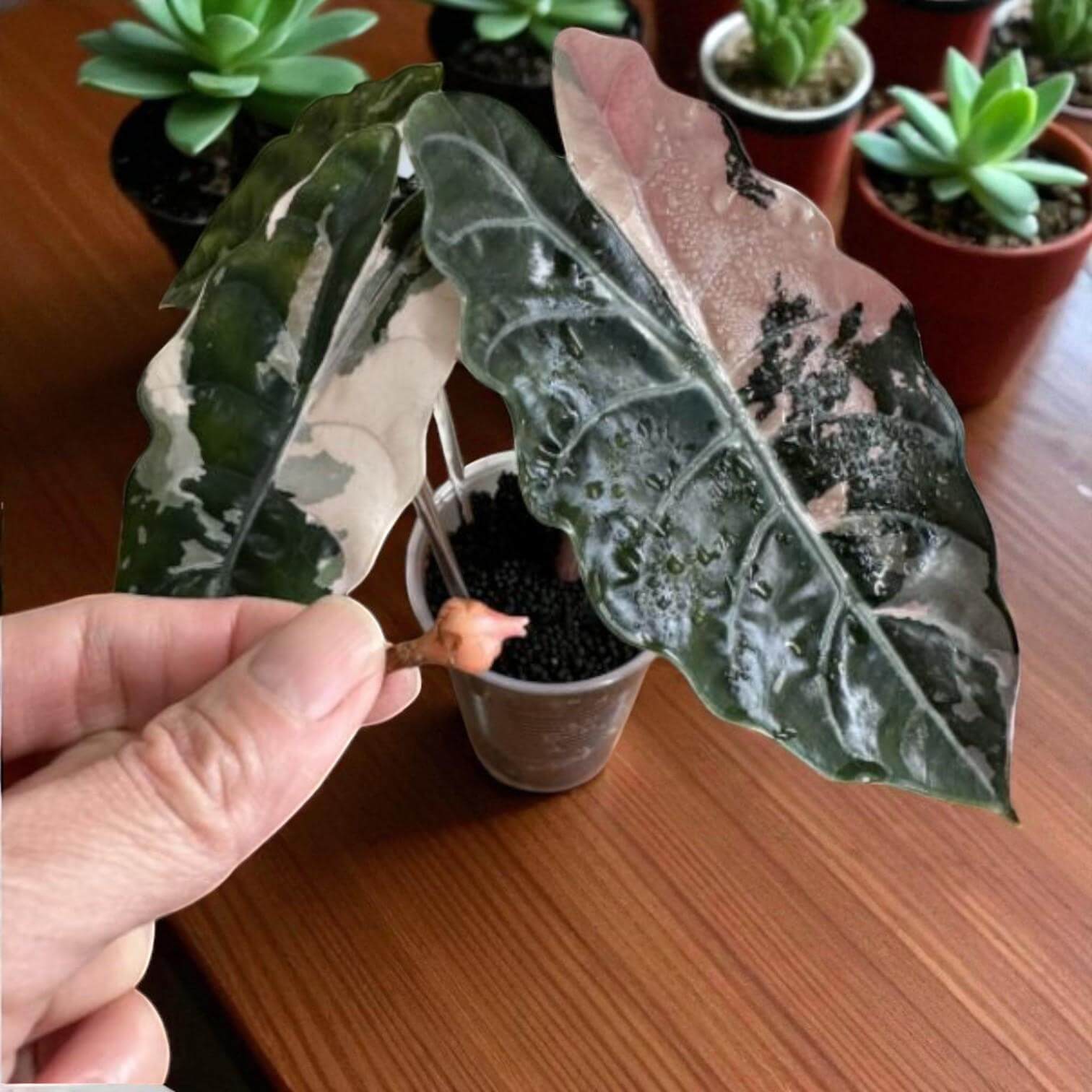 Alt Tag: Alocasia Black Velvet pink variegated corms sprouting in clear pot, dark velvety leaves with pink variegation