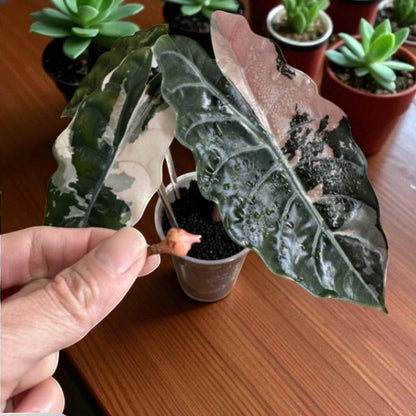 Alt Tag: Alocasia Black Velvet pink variegated corms sprouting in clear pot, dark velvety leaves with pink variegation