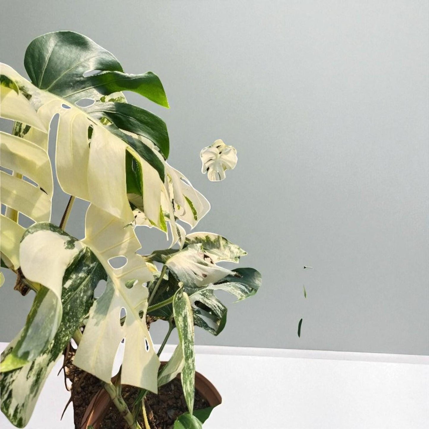 variegated plant cutting green and white marbled leaves on potted monstera with split foliage against light gray wall