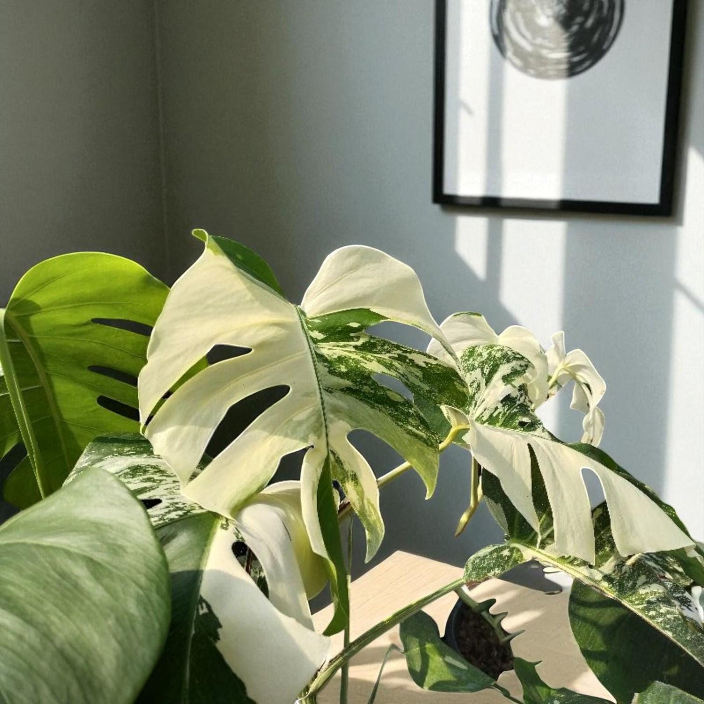 Alt Tag: variegated plant cutting green and white marbled leaves in bright indoor light, split-leaf foliage on tabletop near wall art