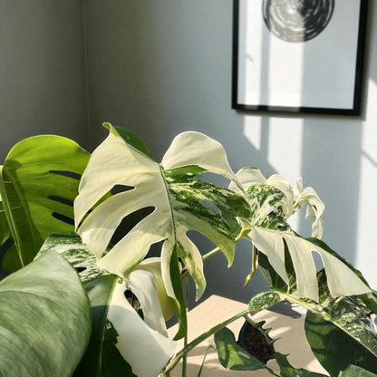 Alt Tag: variegated plant cutting green and white marbled leaves in bright indoor light, split-leaf foliage on tabletop near wall art