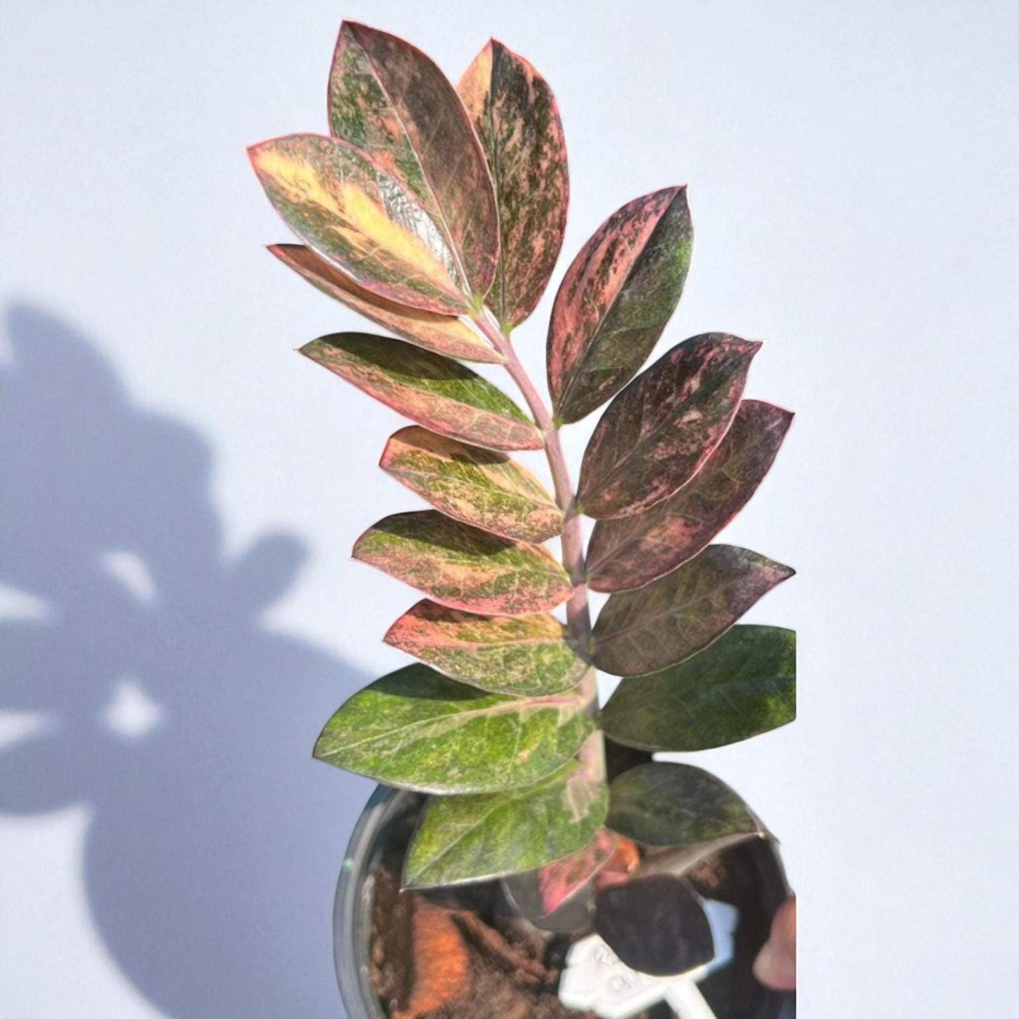 Variegated ZZ plant cutting rooted stem with green and pink leaves in glass container, low maintenance indoor houseplant