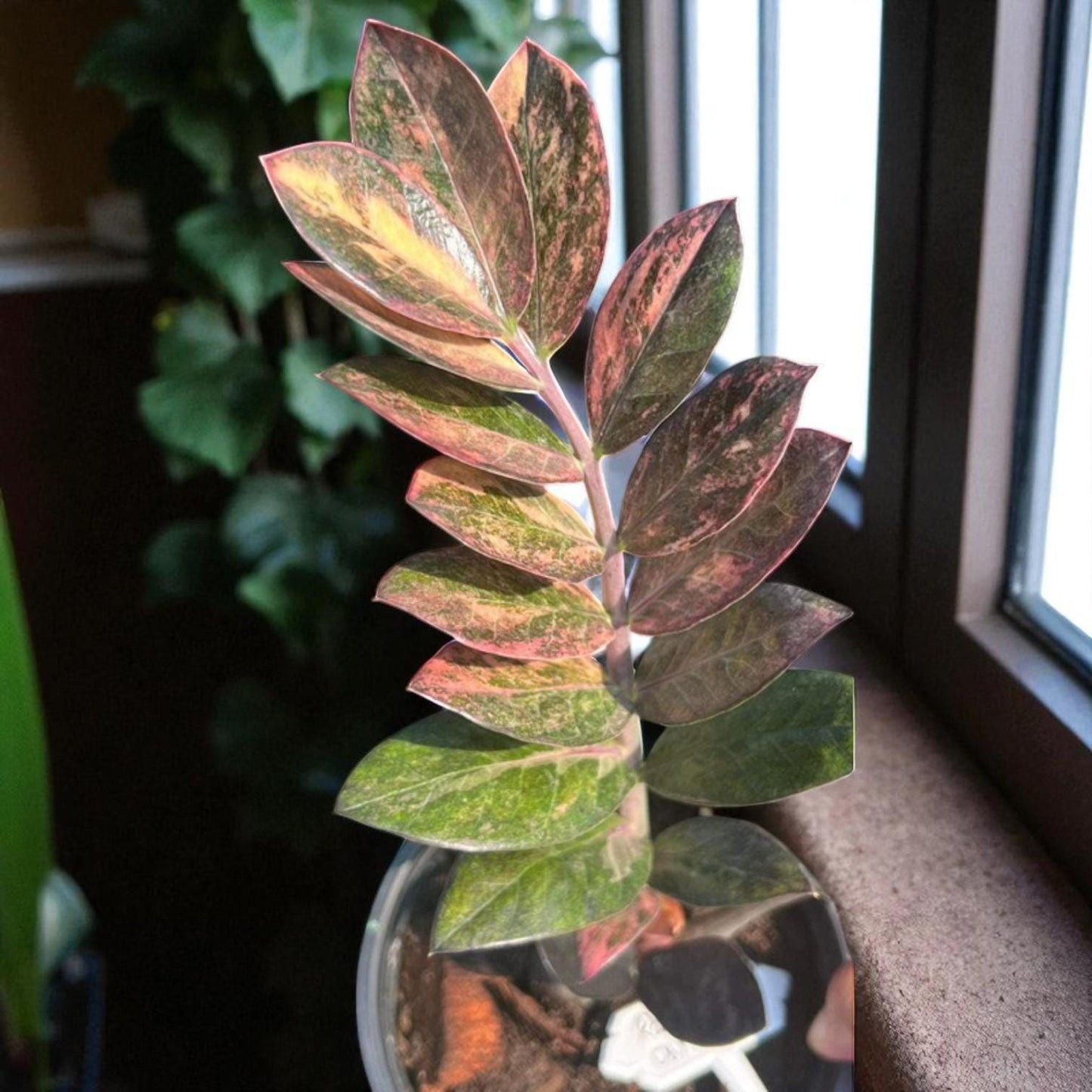 Variegated ZZ plant cutting rooted stem with green and pink leaves in glass vase by sunny window, low maintenance indoor houseplant