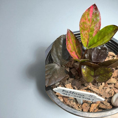 Alt Tag: variegated ZZ plant cutting rooted stem with green and pink leaves in potting mix, live indoor houseplant cutting