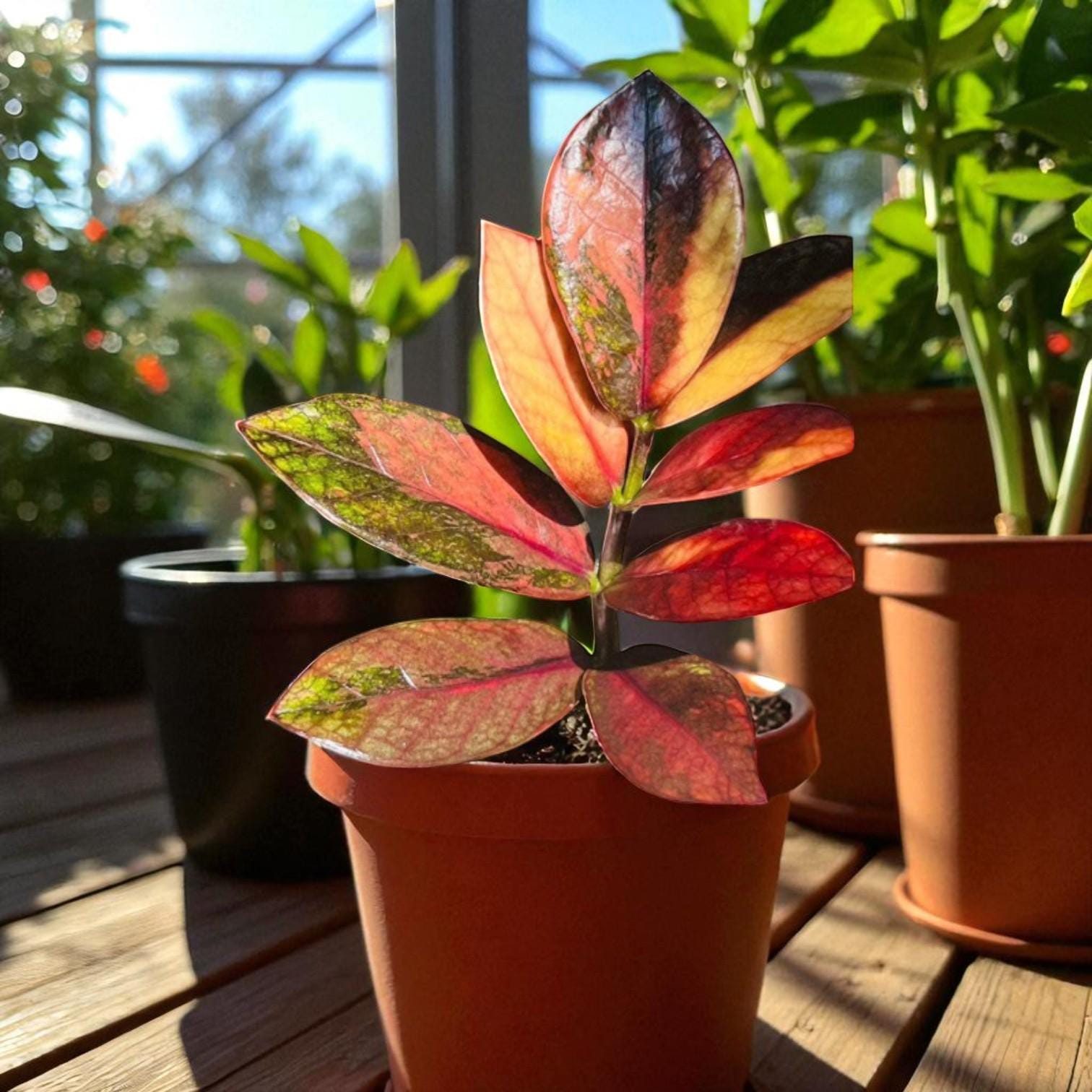 Alt Tag: variegated ZZ plant cutting rooted stem with green and pink leaves in pot, low maintenance indoor houseplant