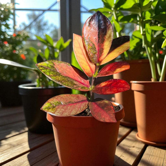Main product photo of Variegated ZZ Plant Cutting, Rooted Indoor Houseplant with Green & Pink Leaves, showing the primary view of the listing