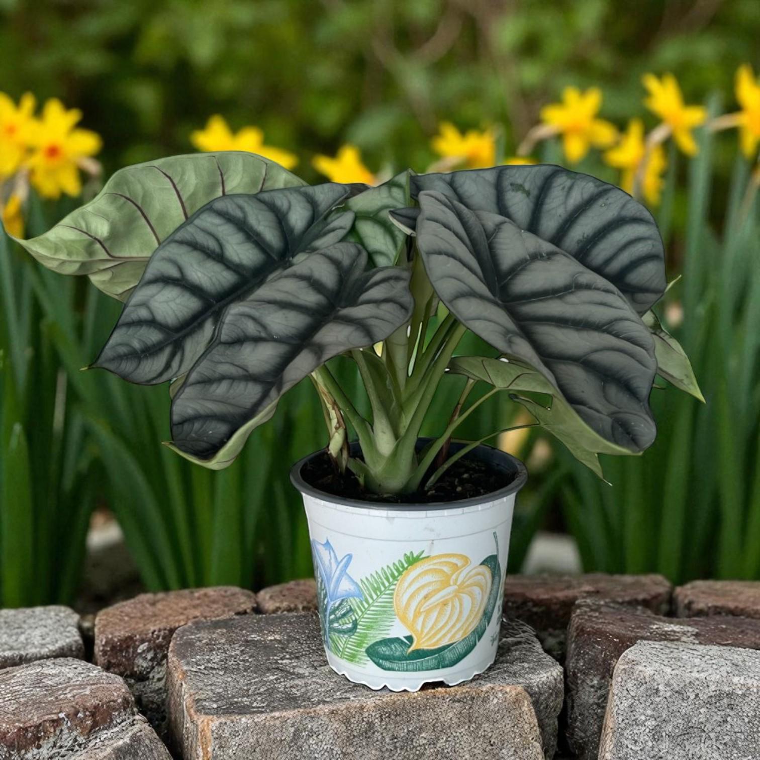 Alt Tag: silver leaf plant corms in pot with variegated green and silver leaves, easy care indoor houseplant starter bulbs