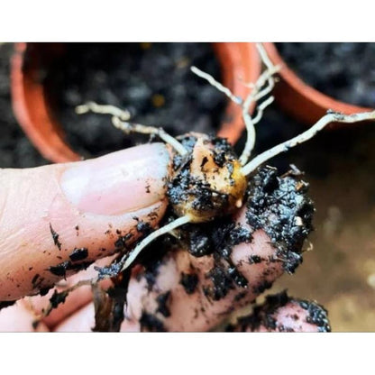 Pink and Green Variegated Plant Corms: Easy Care Houseplant Starter