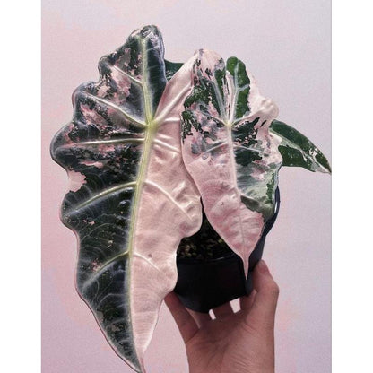 Pink and Green Variegated Plant Corms: Easy Care Houseplant Starter