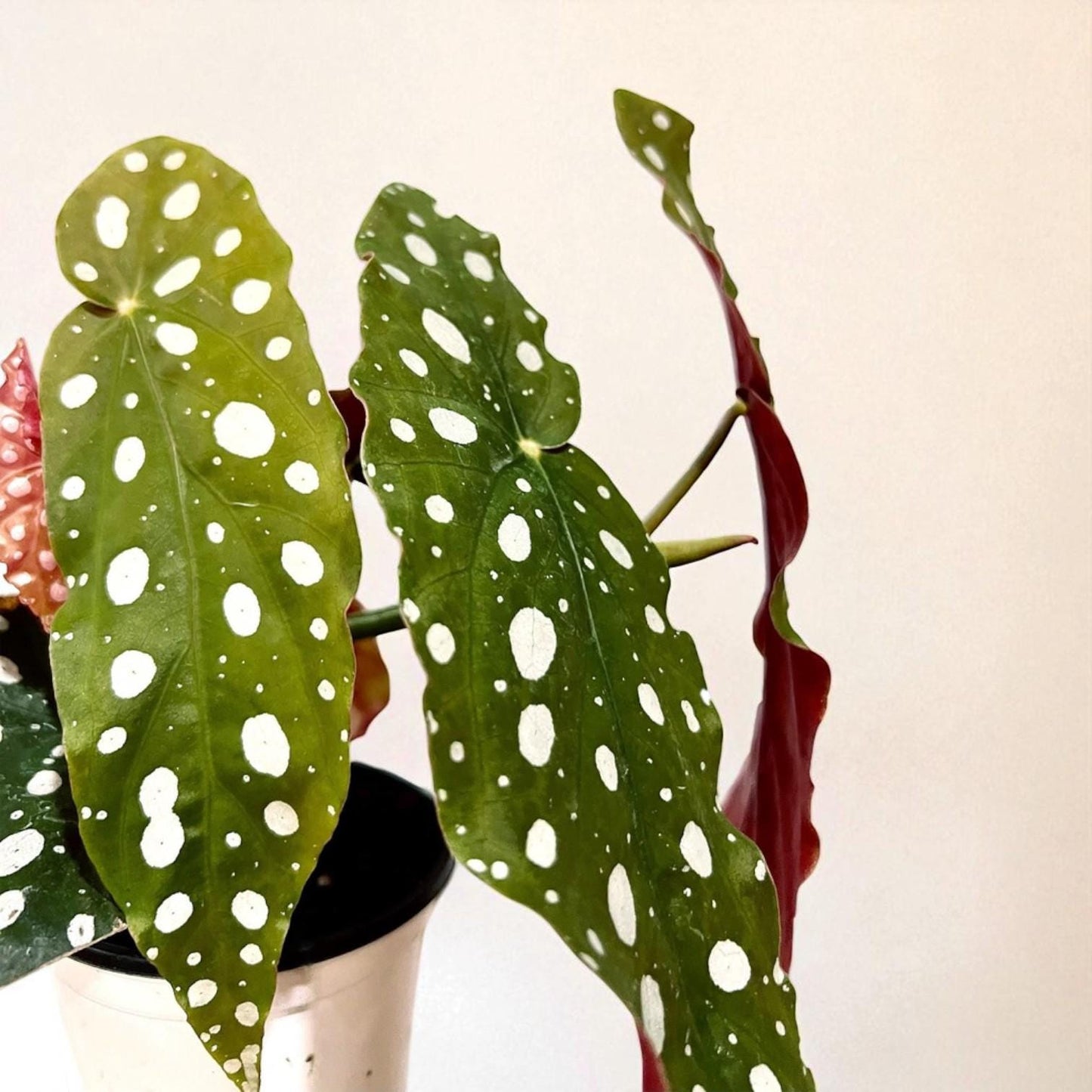 Alt Tag: pink polka dot plant cutting rooted live rooted houseplant starter with spotted leaves, bare root plant cutting for indoor gardening