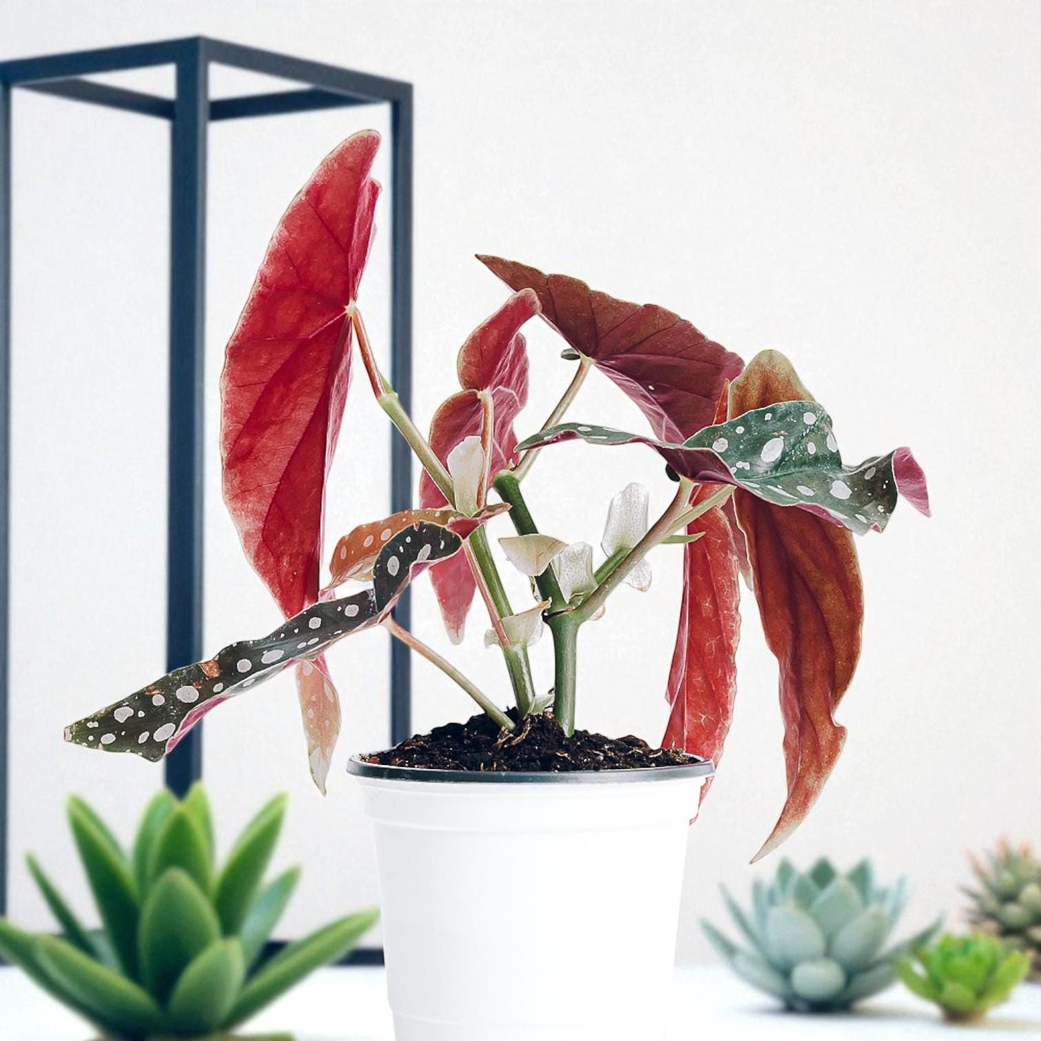 Alt Tag: pink polka dot plant cutting rooted in white pot, live rooted houseplant starter with spotted leaves for indoor decor