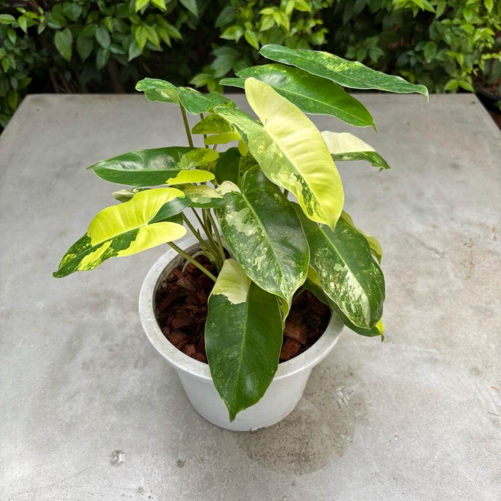 philodendron burle marx variegated cutting rooted node plant