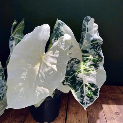 Alt Tag: maharani plant starter bulb live corm variegated tropical indoor houseplant with bold white and green leaves in pot