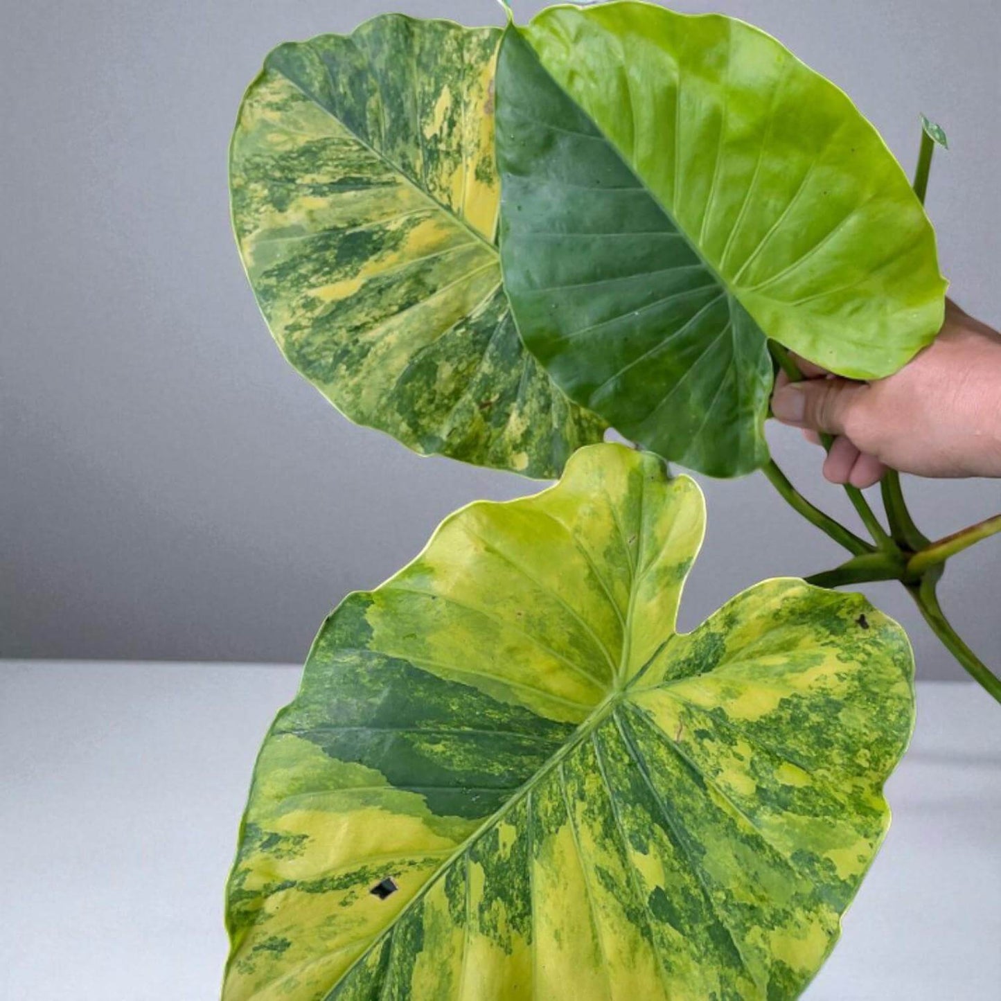 Alocasia gageana aurea variegated corm plant with large yellow-green variegated leaves held by hand