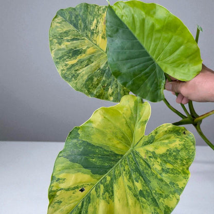 Alocasia gageana aurea variegated corm plant with large yellow-green variegated leaves held by hand