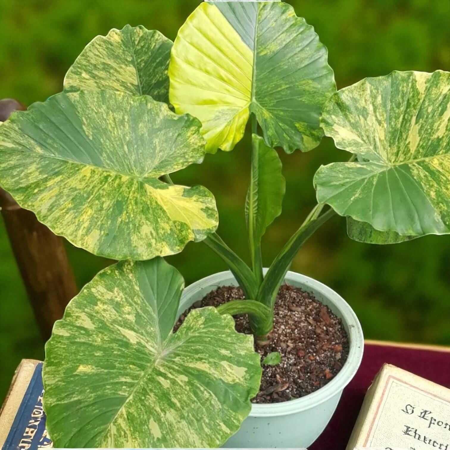 Alocasia gageana aurea variegated corm starter plant in pot with yellow-green variegated leaves, live rooted corm