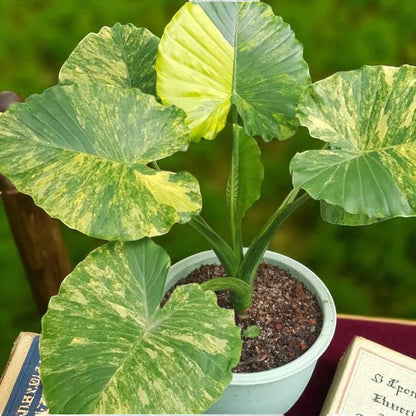 Alocasia gageana aurea variegated corm starter plant in pot with yellow-green variegated leaves, live rooted corm