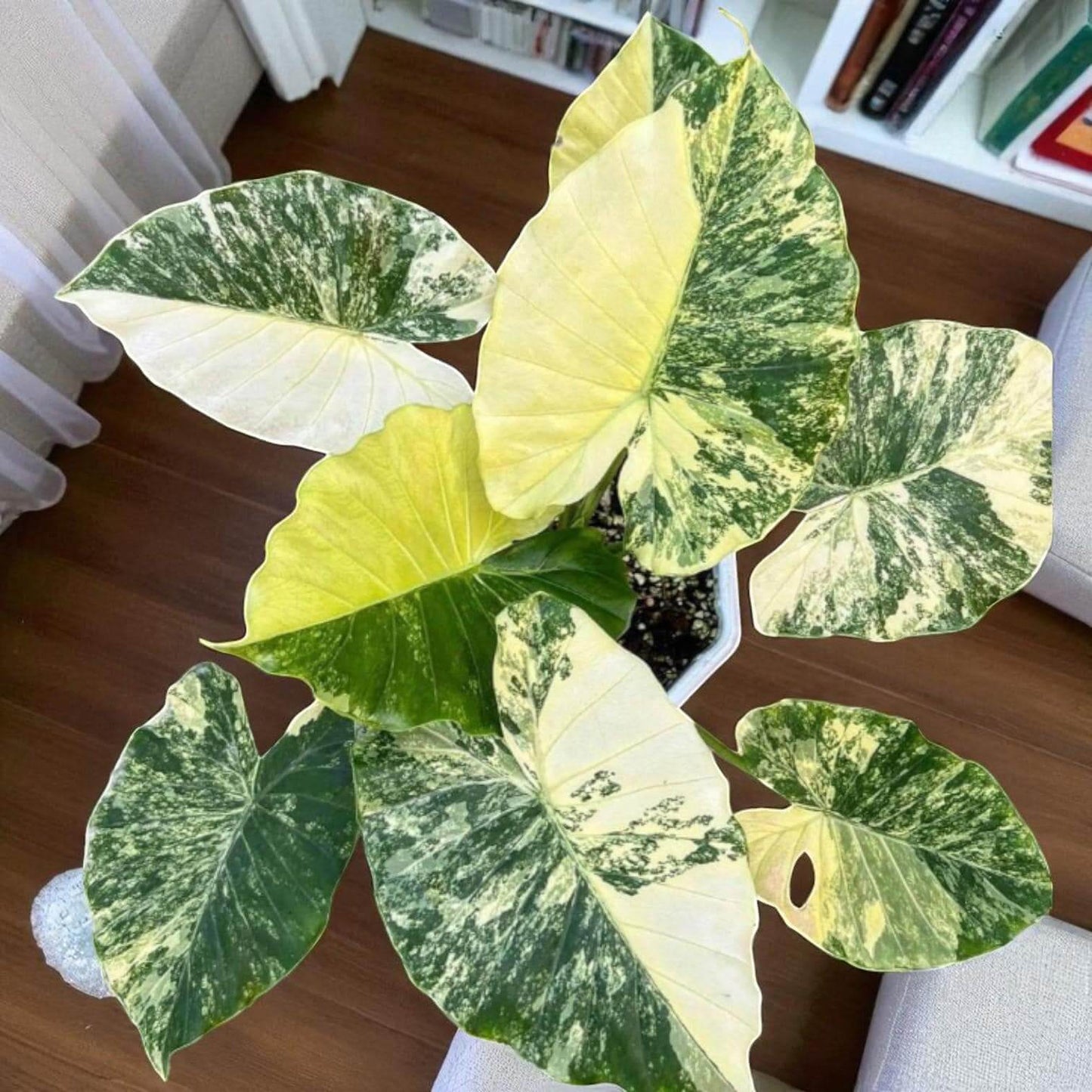 Alocasia gageana aurea variegated corm starter plant with yellow green marbled leaves in pot indoors