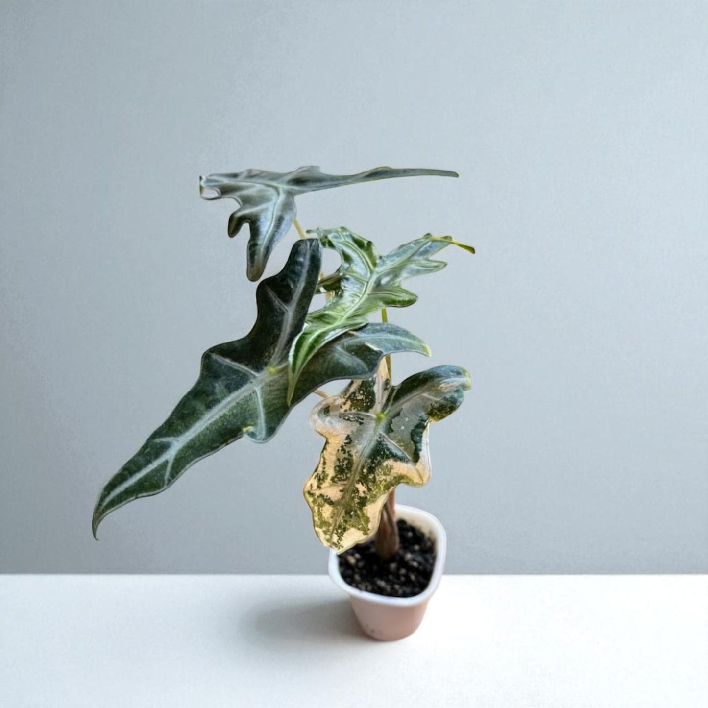 Size reference — Nobilis Starter Bulb Indoor Plant | Cacti Nest
