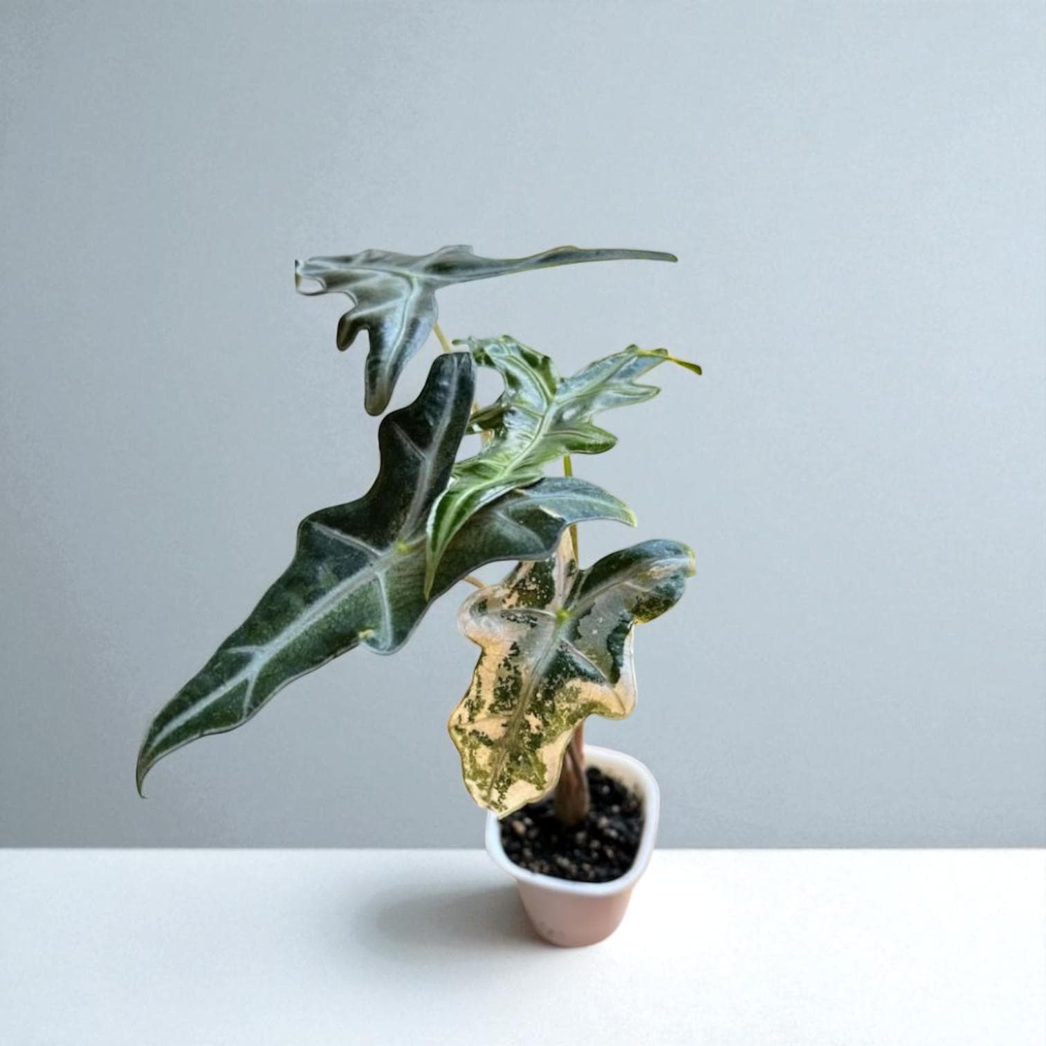 Size reference — Nobilis Starter Bulb Indoor Plant | Cacti Nest